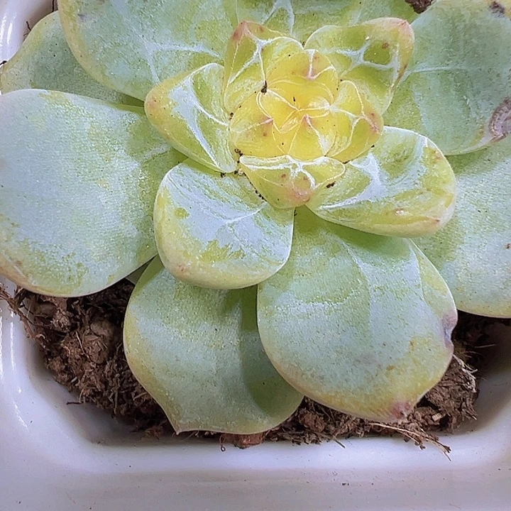 溏心厚梦19包邮多肉植物