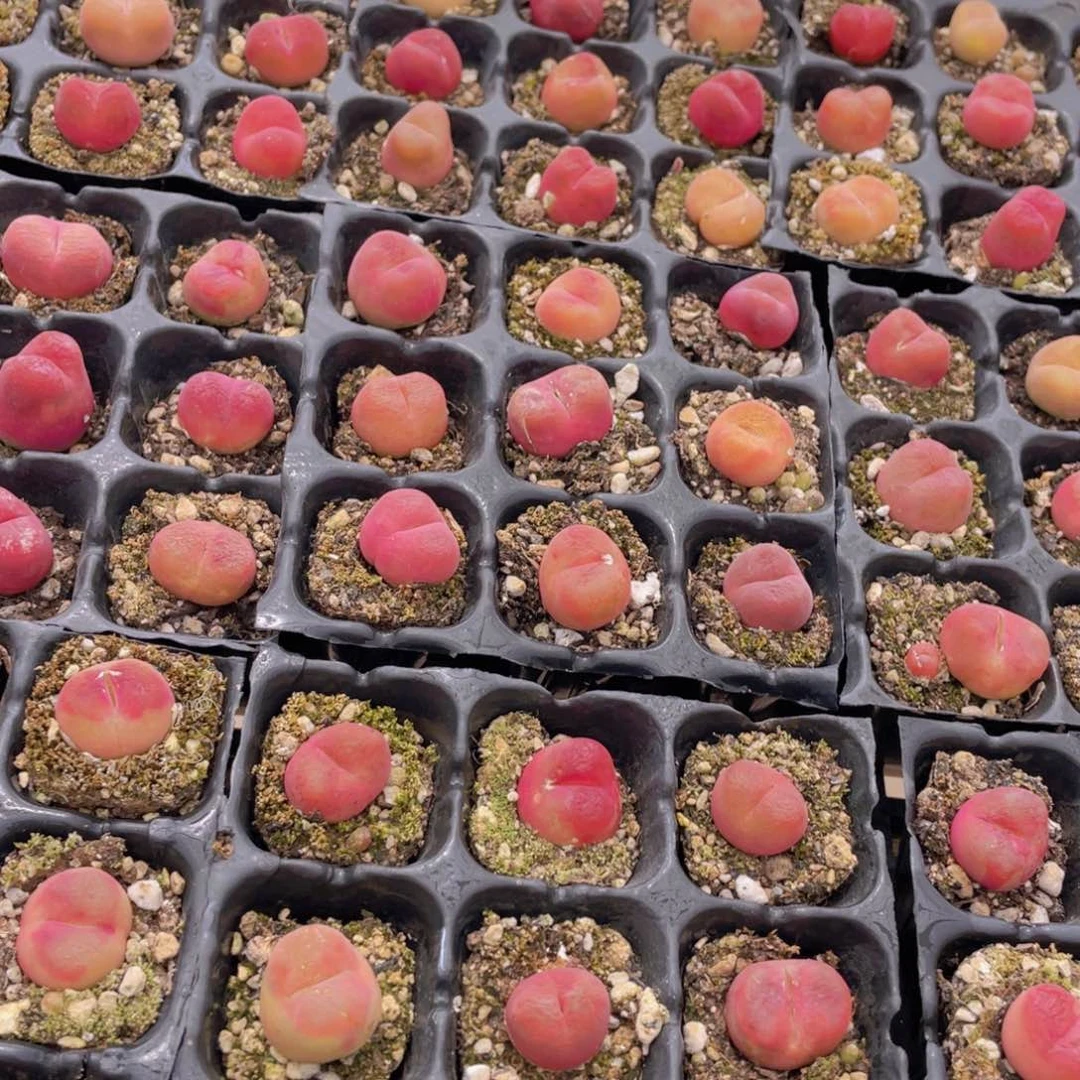 量拍13号 六年毛汉尼小可爱组合9个