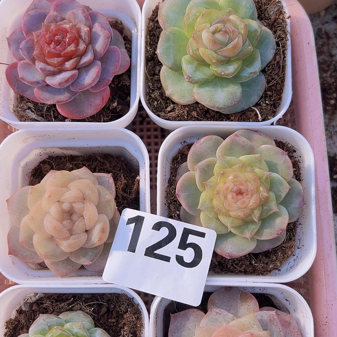 125一物一拍6颗19包邮