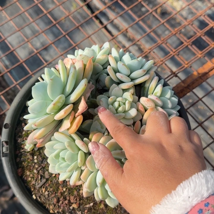 冷香群多肉植物绿植