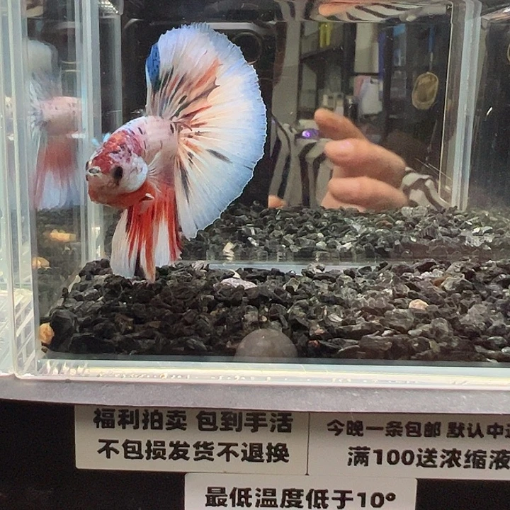 斗鱼跑单拉黑3日97