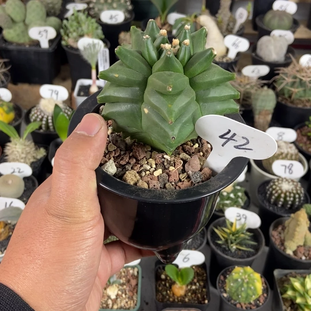 牛角龟甲一物一拍