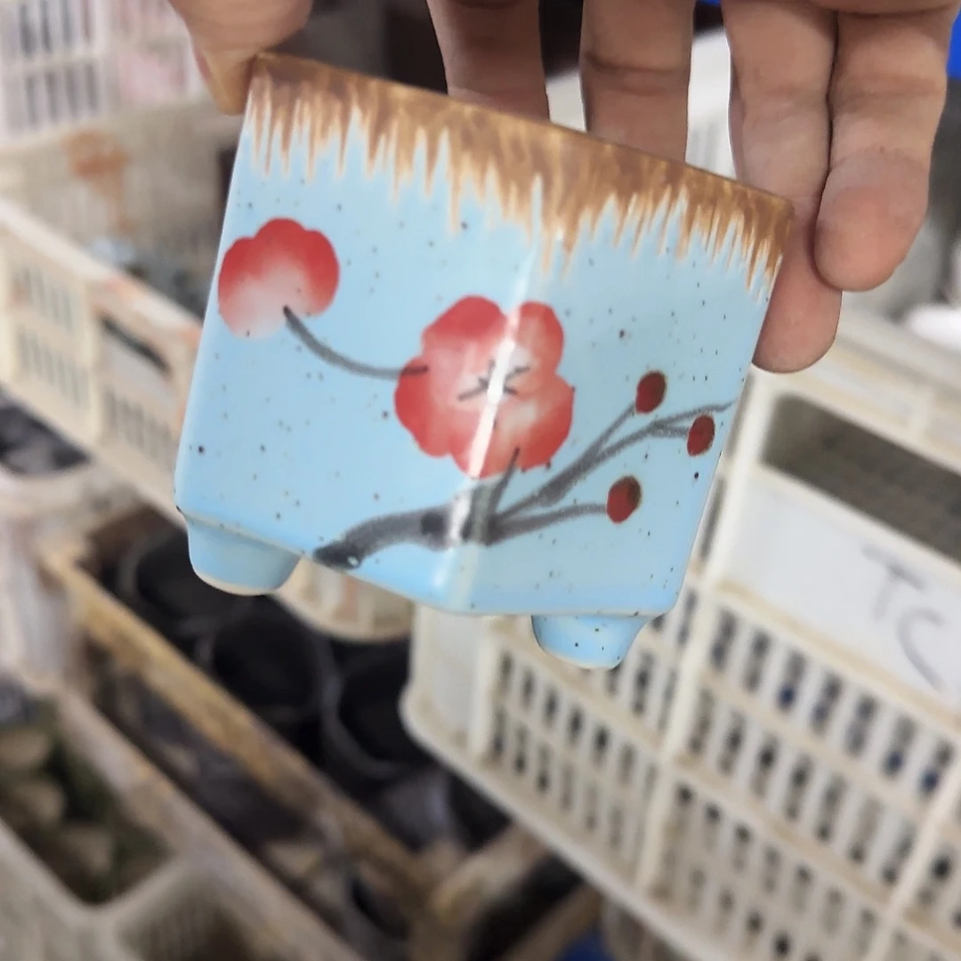 福利局绿植多肉盆［凑9元包邮24小时发］9038