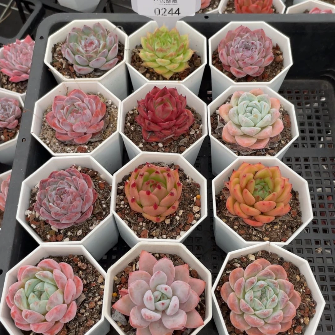 不包整散 盆子不售后0244