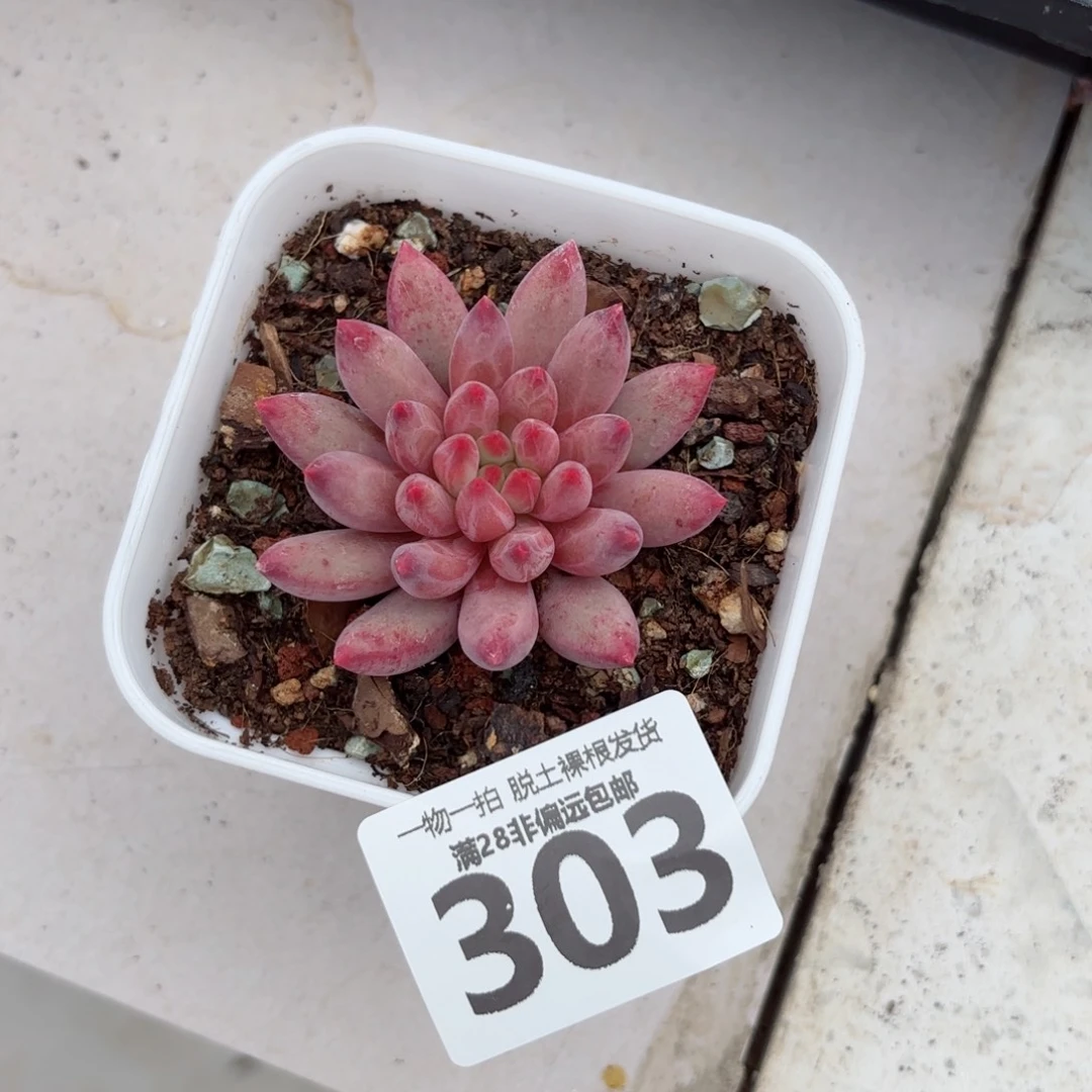 金鱼姬无盆土发货