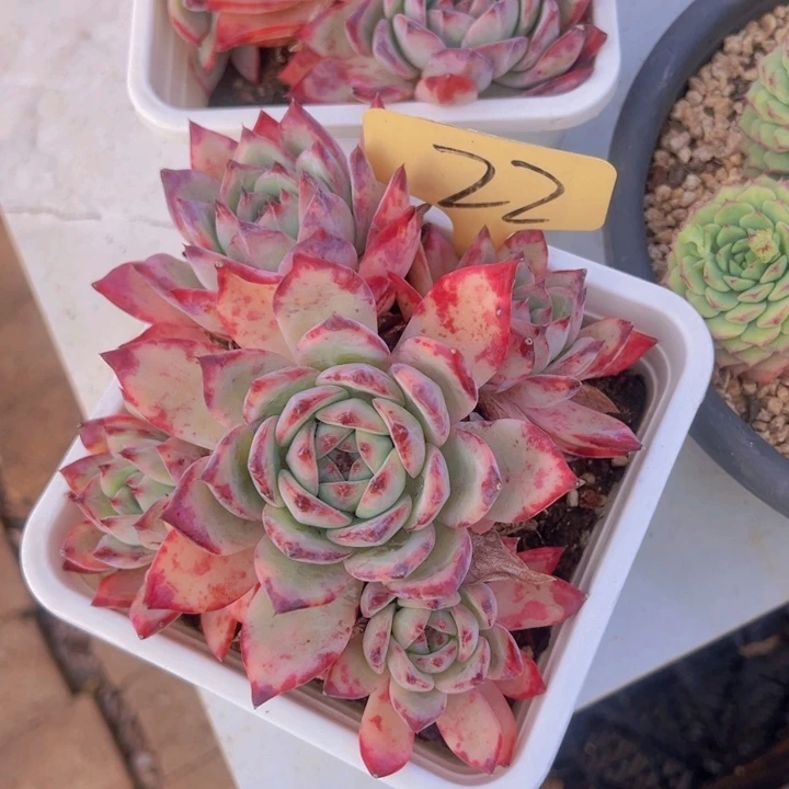 健健康康平平安安