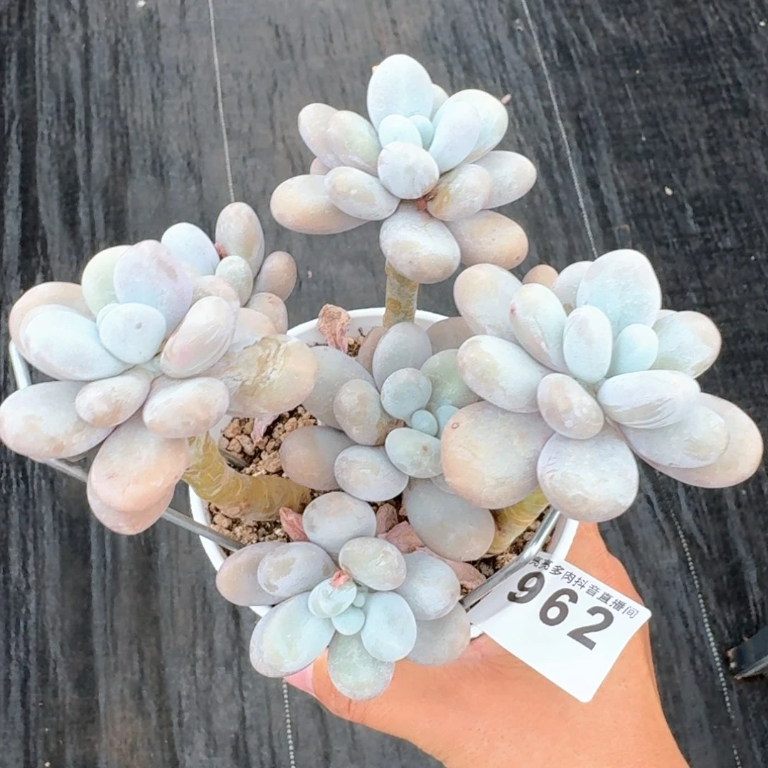 奶酪老桩         多肉植物