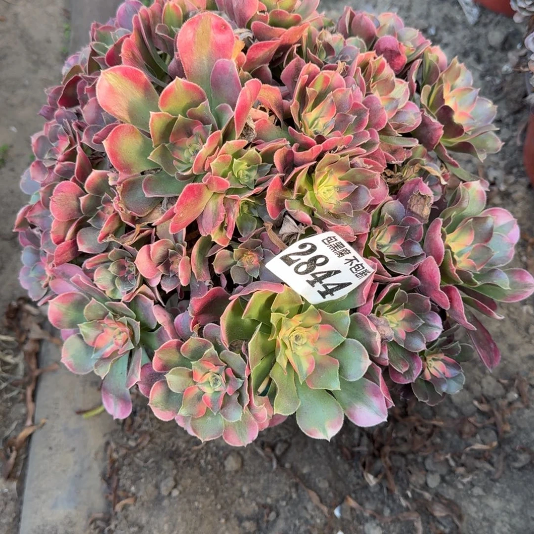 乖***姐17-1法师香妃2844