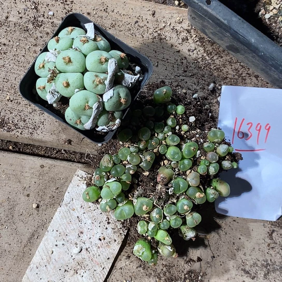 御***行16399。   一组。  一组。