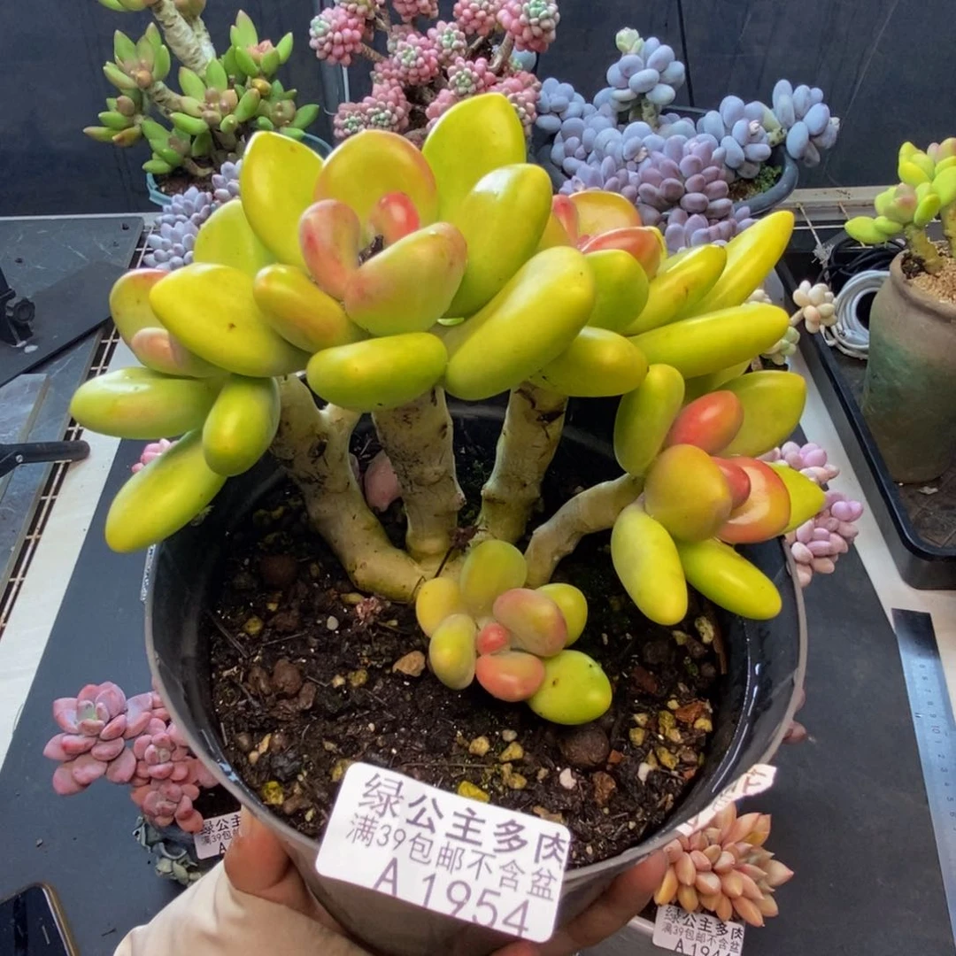 954芒果奶多肉10c m