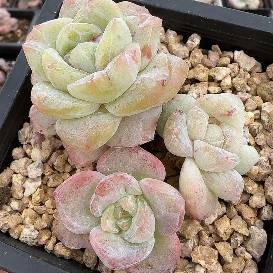 冰玉石化群群老桩脱土