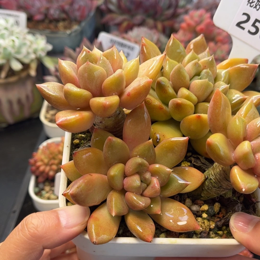 2503 天冷地区必拍保温箱