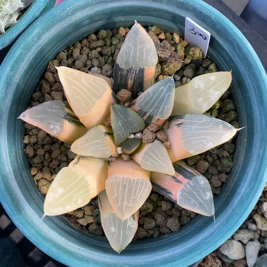 一颗实生大克锦。