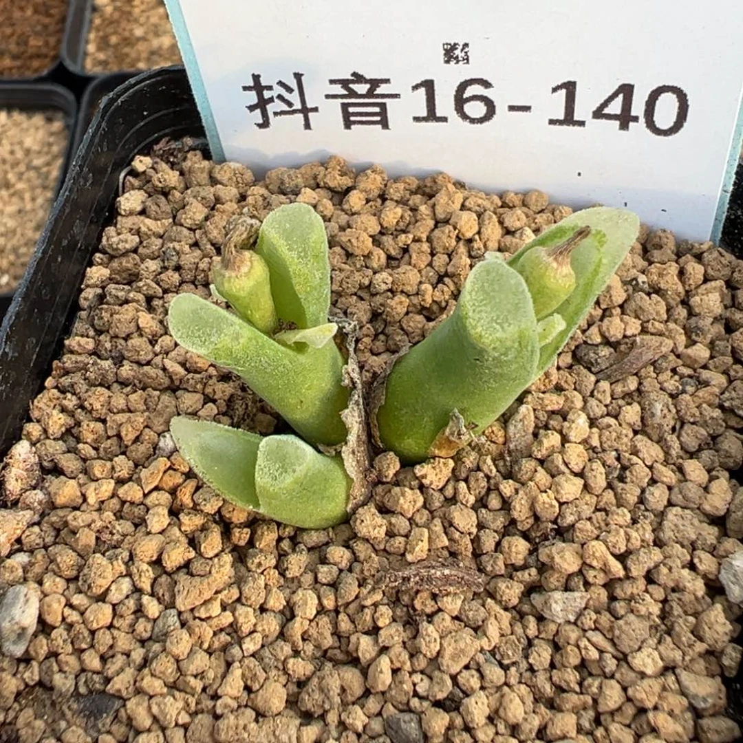 16-140冰风铃多肉植物,