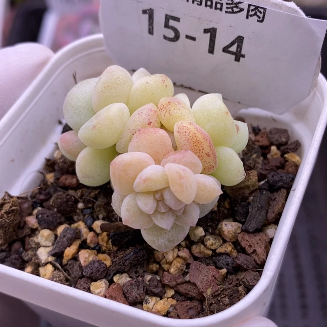 【闪购商品】15-14