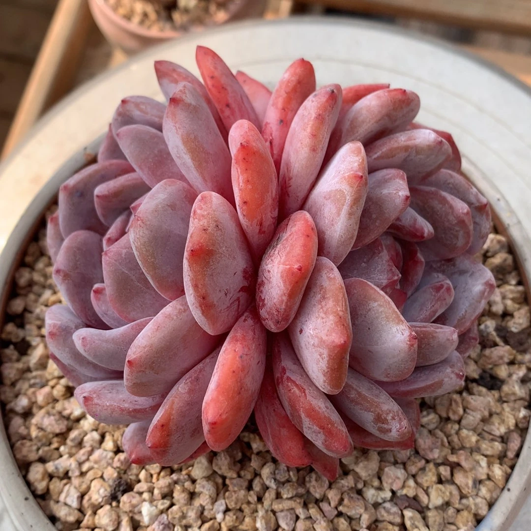 双头粉星影冠幅11cm