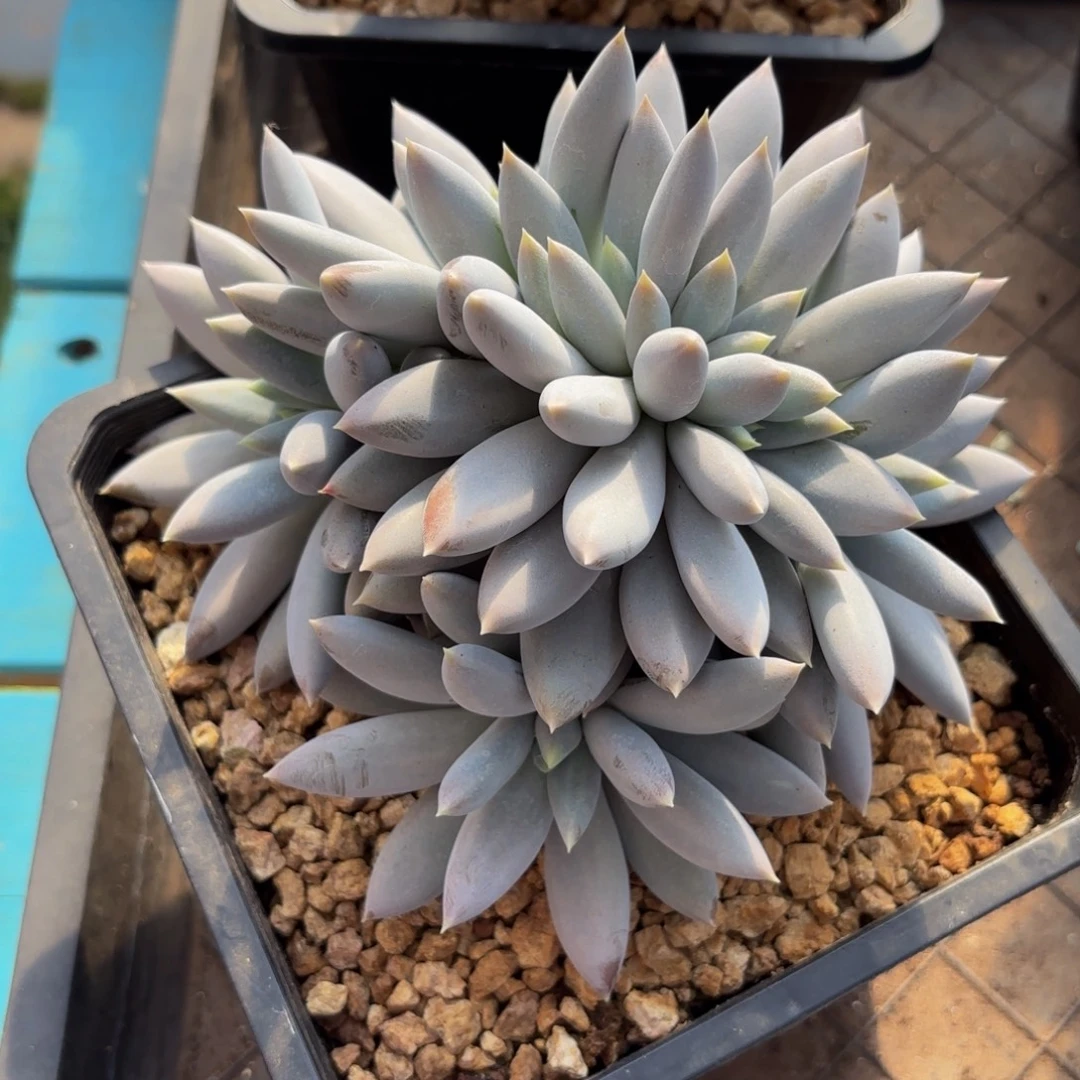 哥特萝莉多肉植物朵朵缀