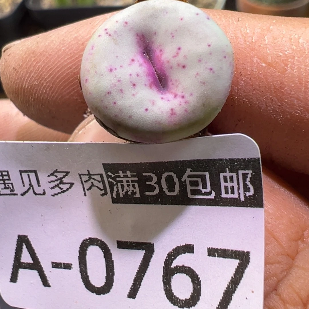 多肉植物1111111111111