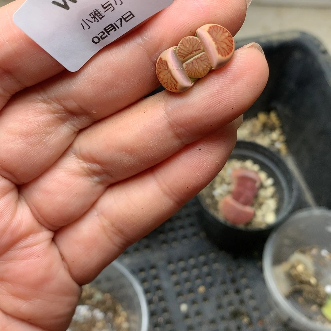 W96多肉植物保护研究所