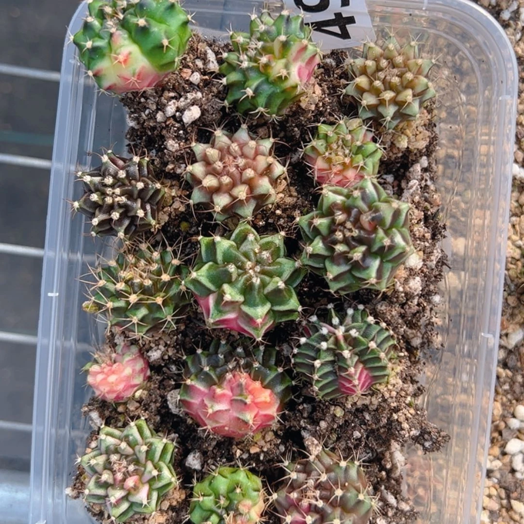 当前无花朵，栽培后可花朵490