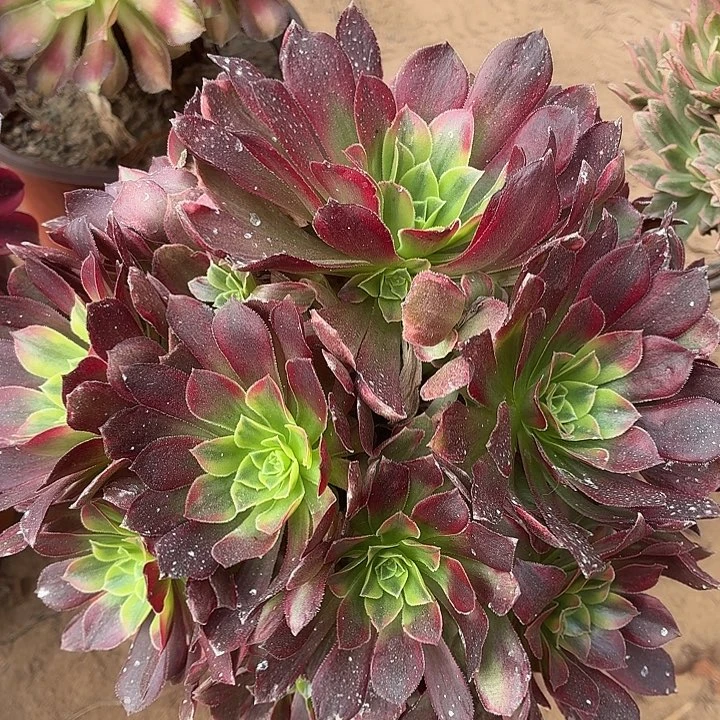 安娜一棵脱土11.8发货