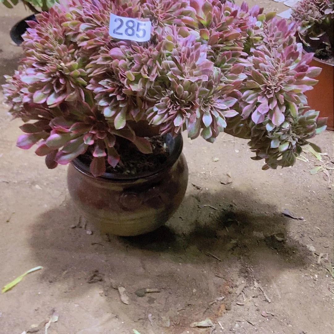 闽****）285女神缀化老板子法师缀