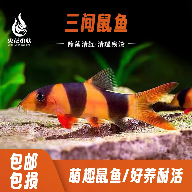 三间鼠鱼热带观赏鱼小丑泥鳅清缸工具鱼群游鱼彩虹鲨鱼观赏鱼淡水