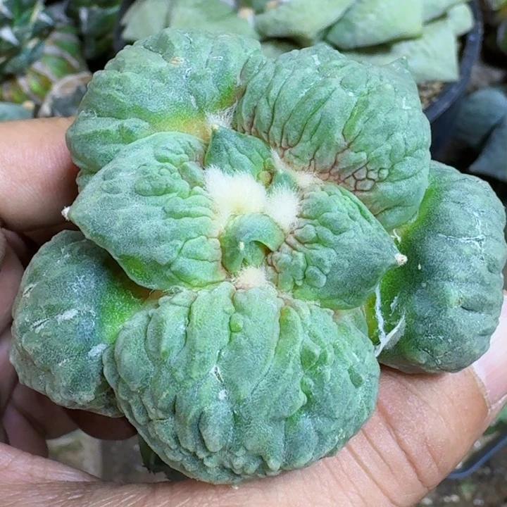 不*福利苗接怒涛876