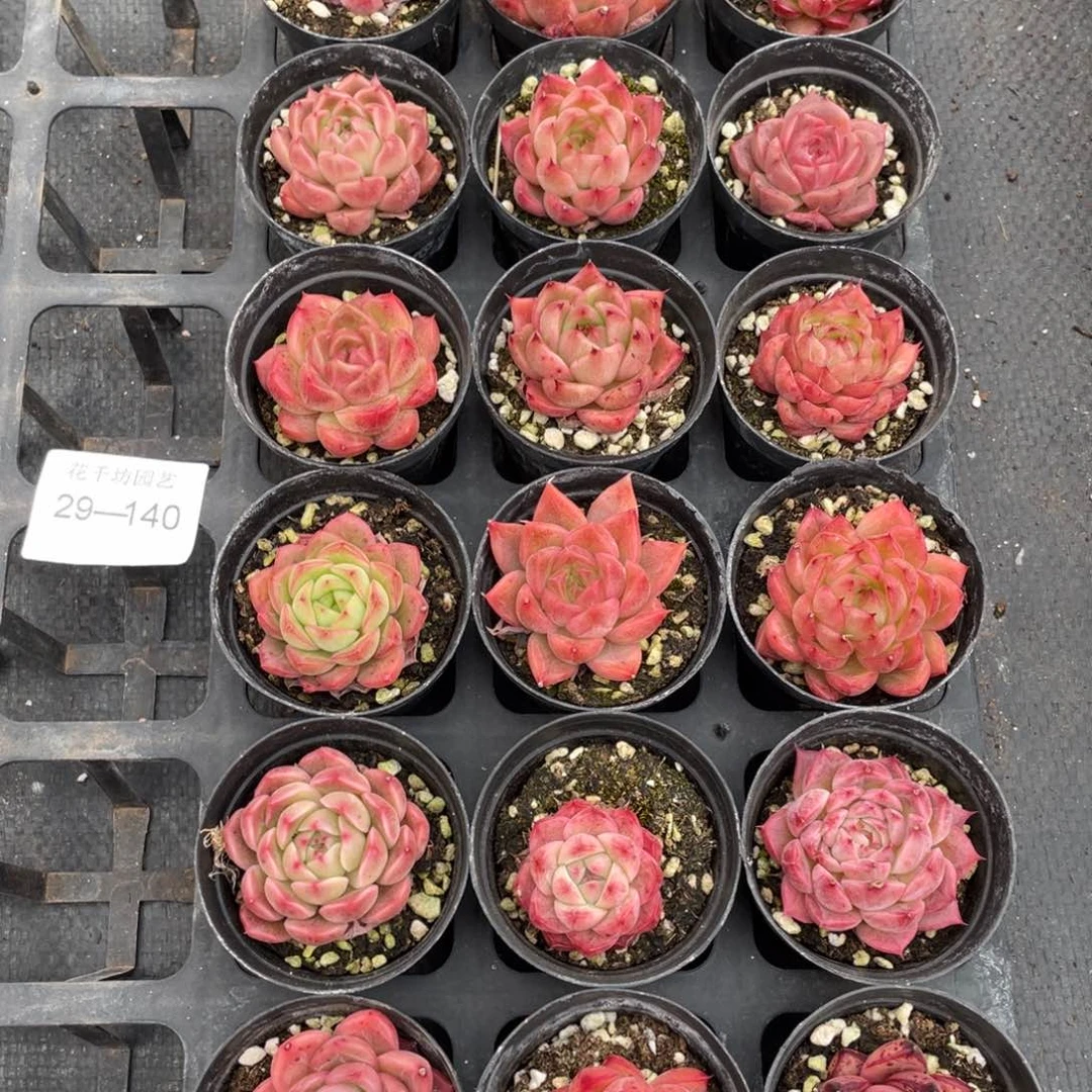 一物一拍18棵29-140