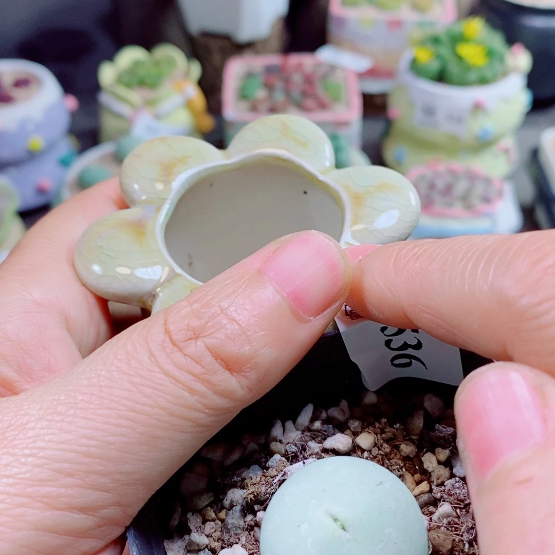 *****生石花花花花花花花536