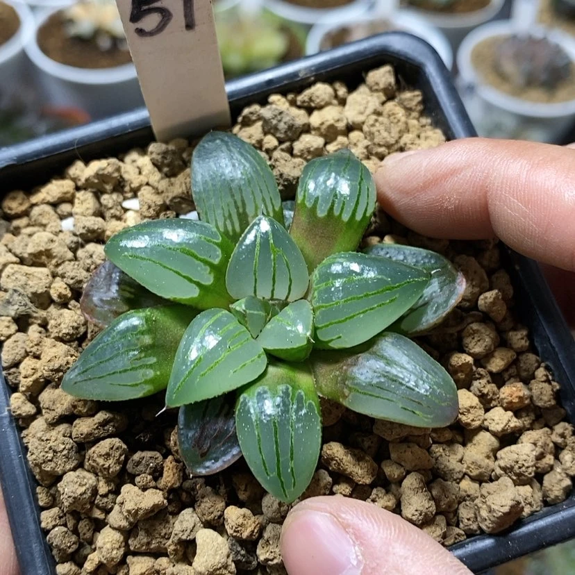 【闪购商品】59翠虎