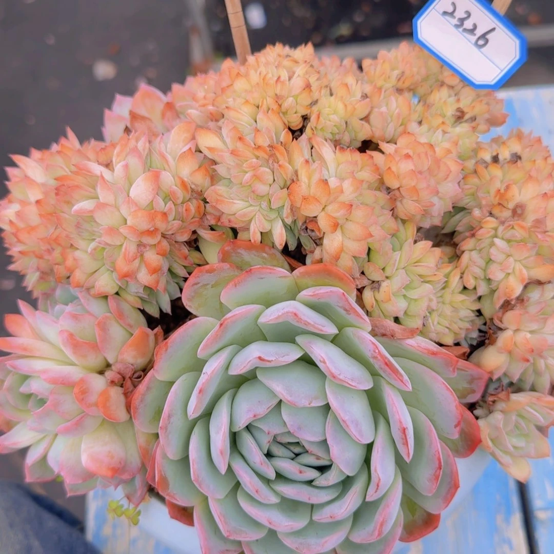 2326莎莎女王缀凡艺多肉