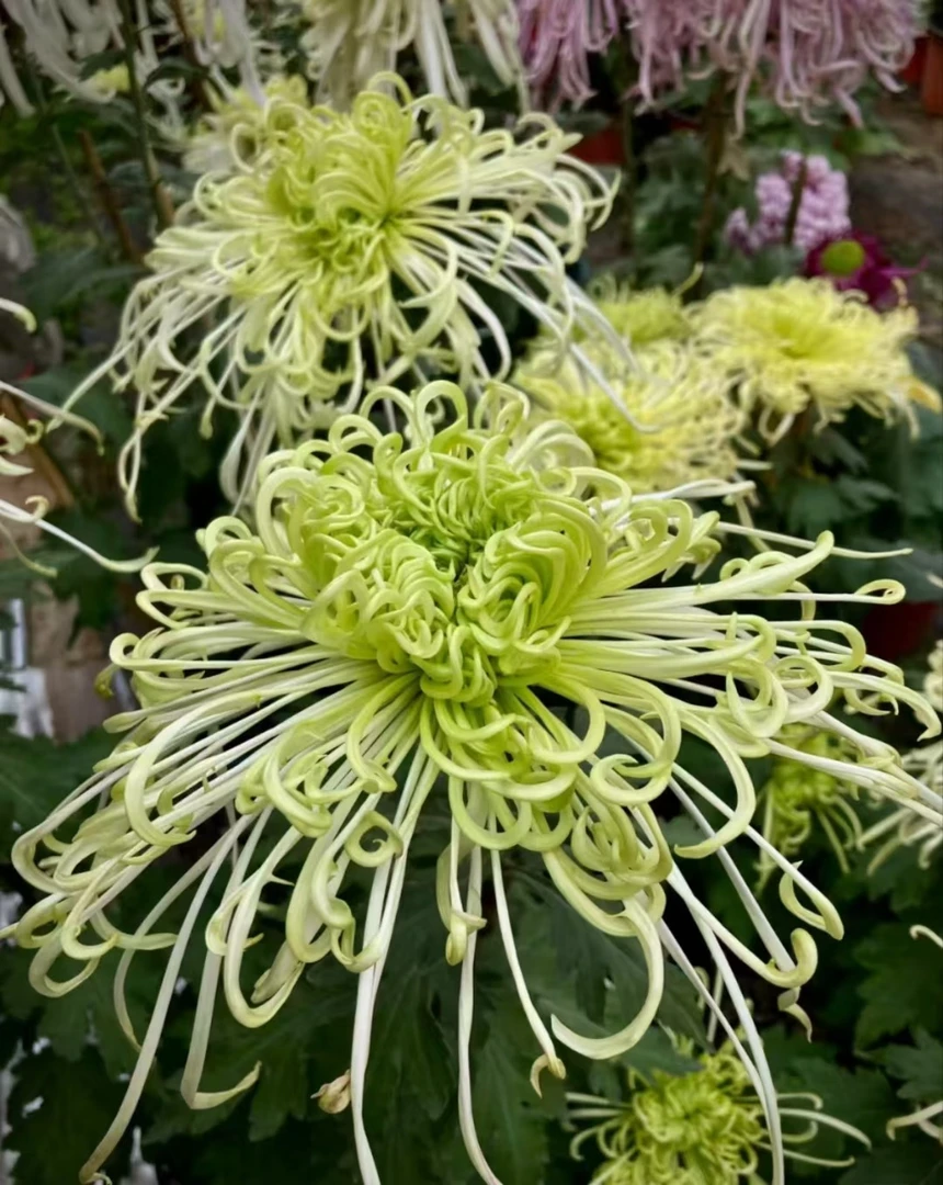 【带花苞】九月大花菊-盘龙碧玉大花型阳台庭院好养护