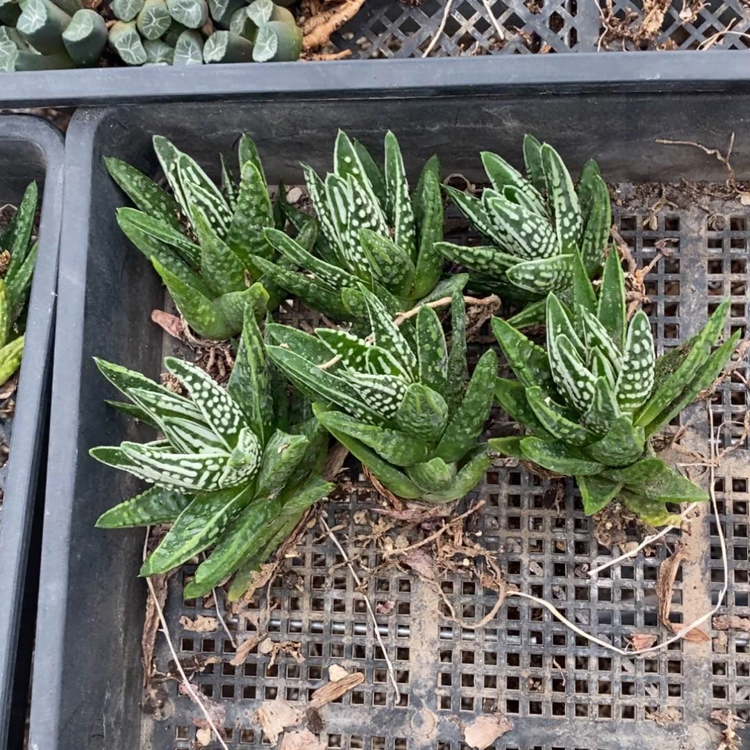 2310 一颗天使之泪硬叶 超级福利