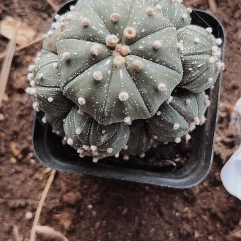 2545木心根群生仙人球