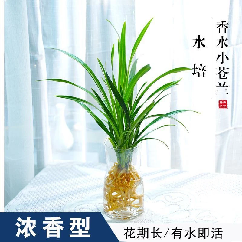 水培香水兰花苗室内植物浓香型四季建花卉耐寒植物冬季带花苞开花