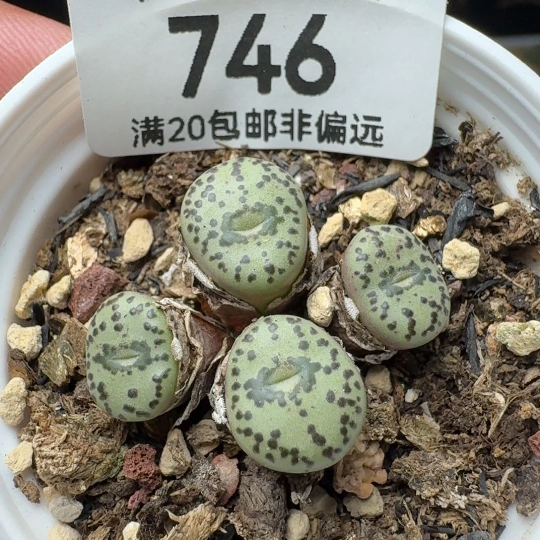 带盆土。