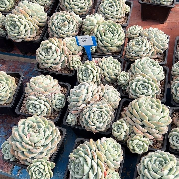 9.54冰玉一个脱土