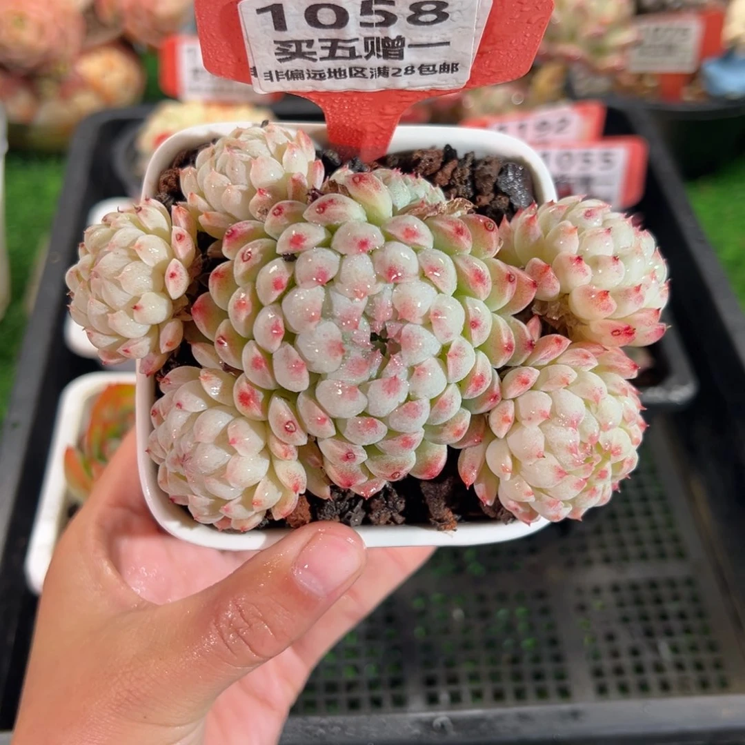 表妹精品多肉1058.