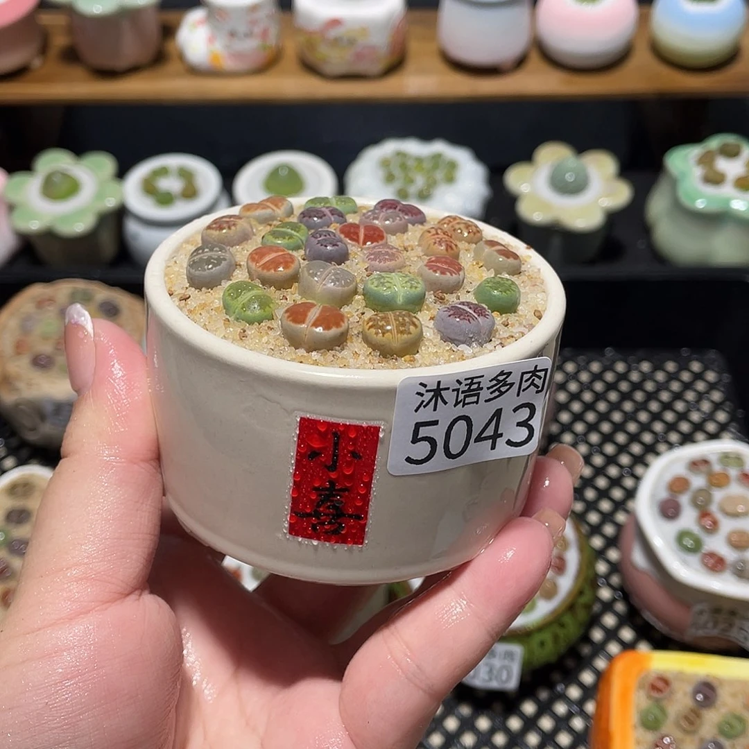 带盆土植物 一物一拍5043