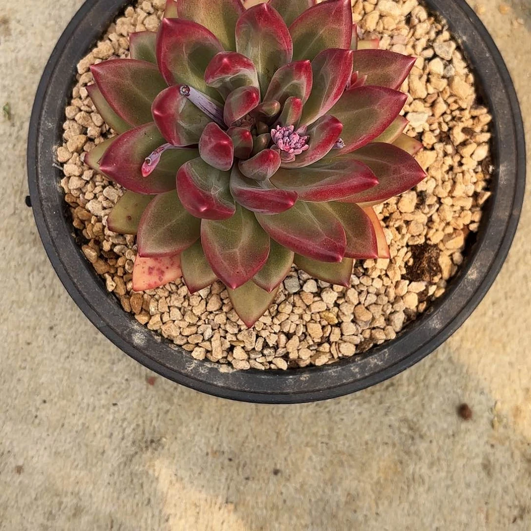 不羞妹妹的迷雾泡泡好看