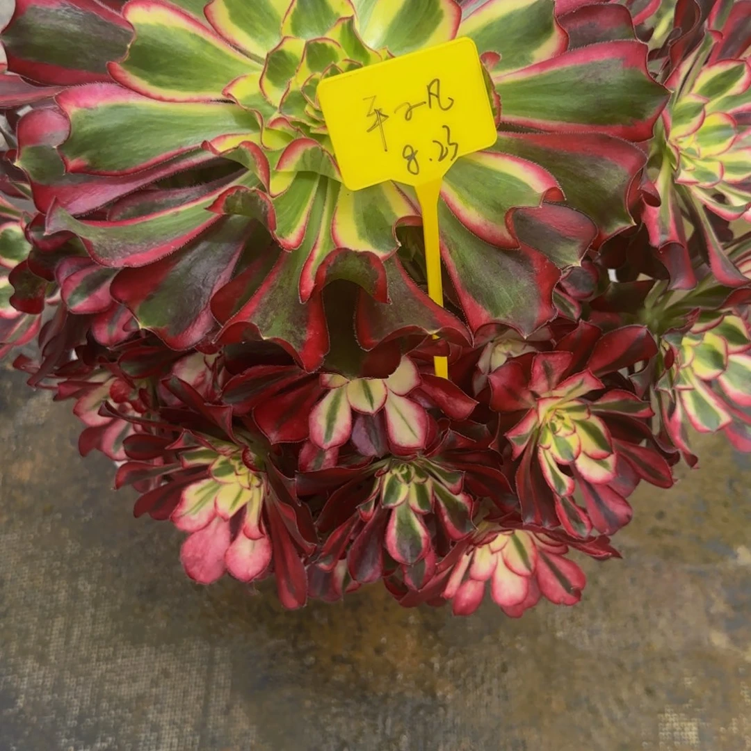 冰淇淋888888888888
