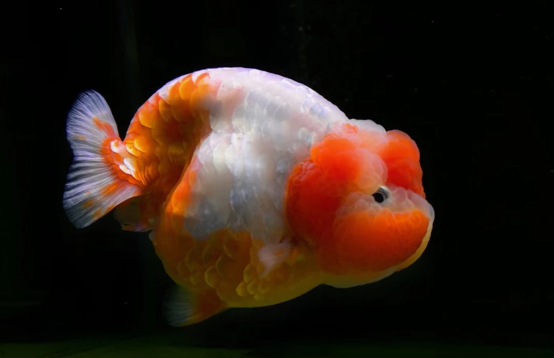 1号链接福州精品兰寿