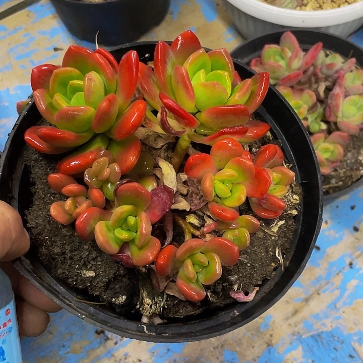 拉萨哦哦哦哦哦哦哦哦哦哦