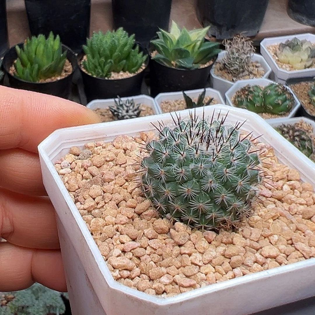黑刺恋山彦实生球一颗3cm