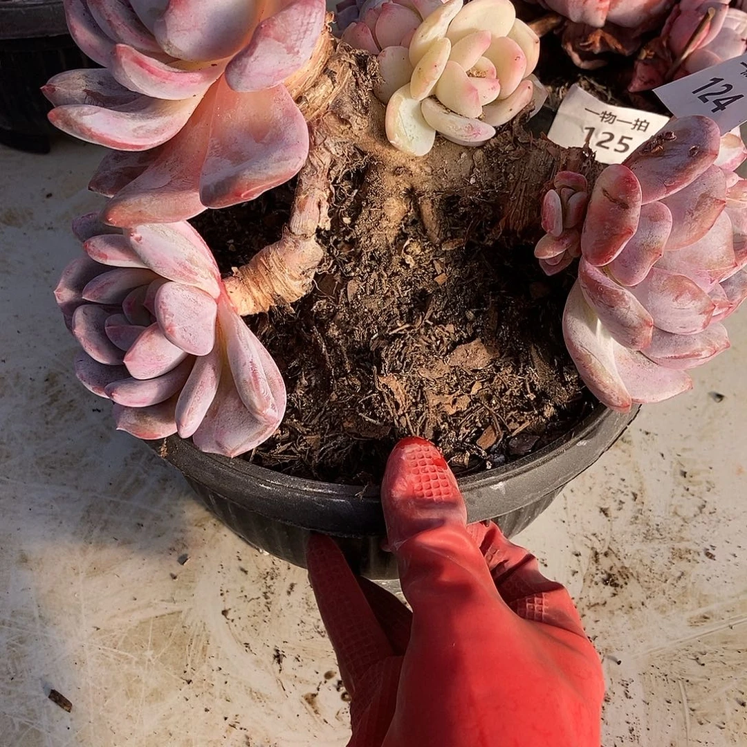 124 一物一拍不退不换