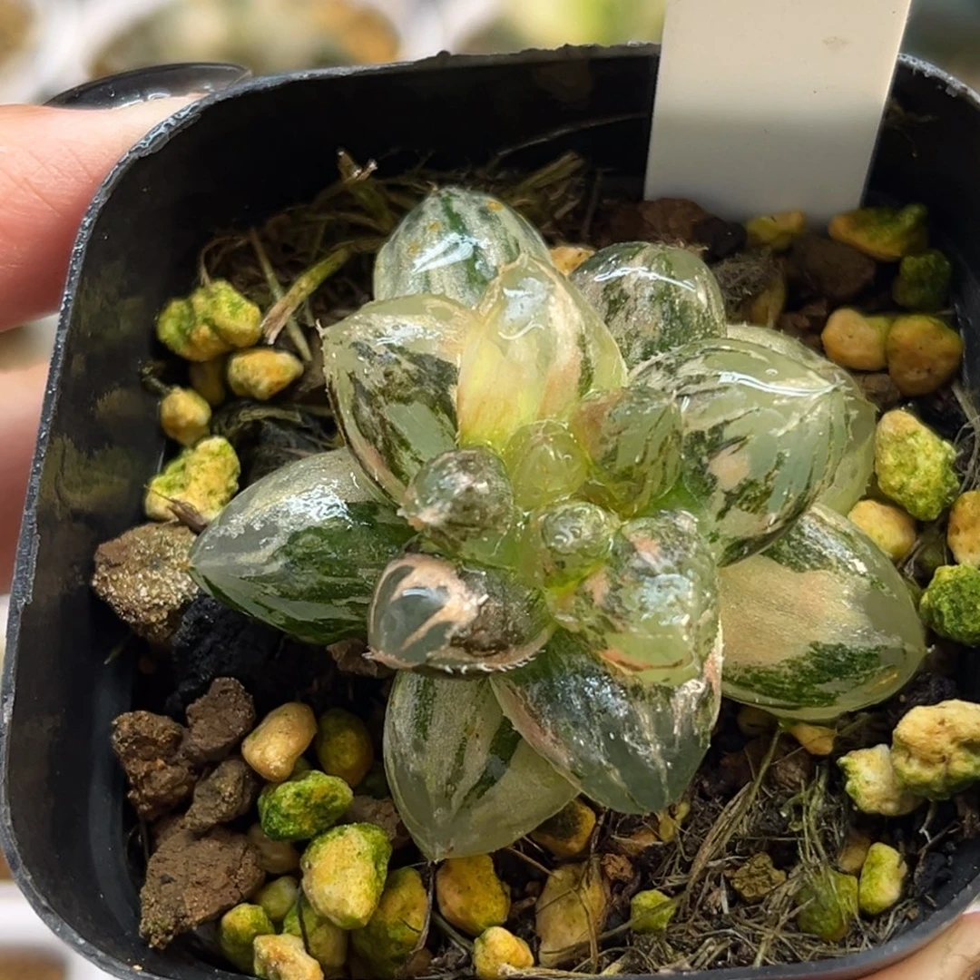 85不知名玉露锦福利专场