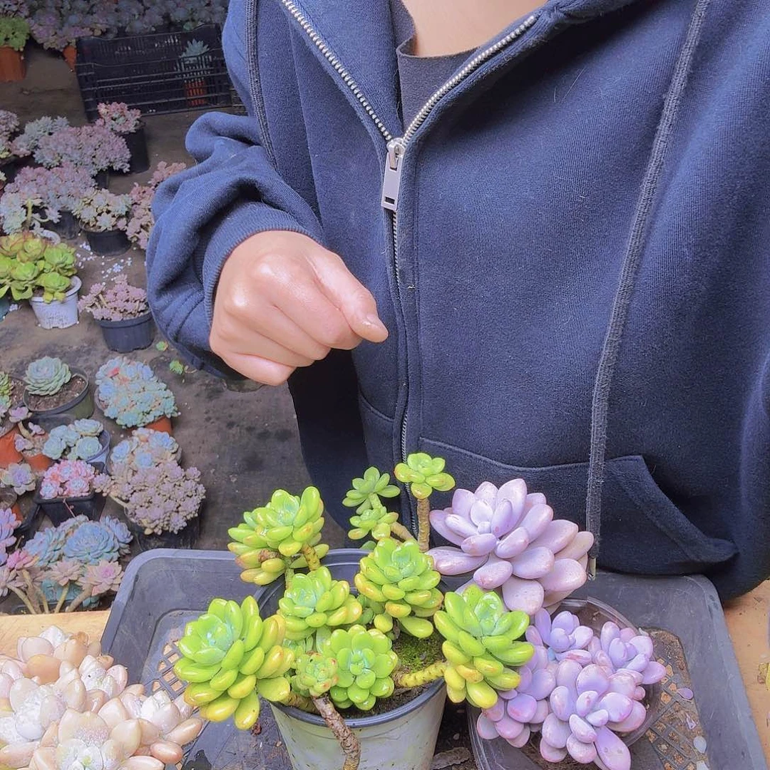 哈***哈香格里拉和桃蛋一物一拍