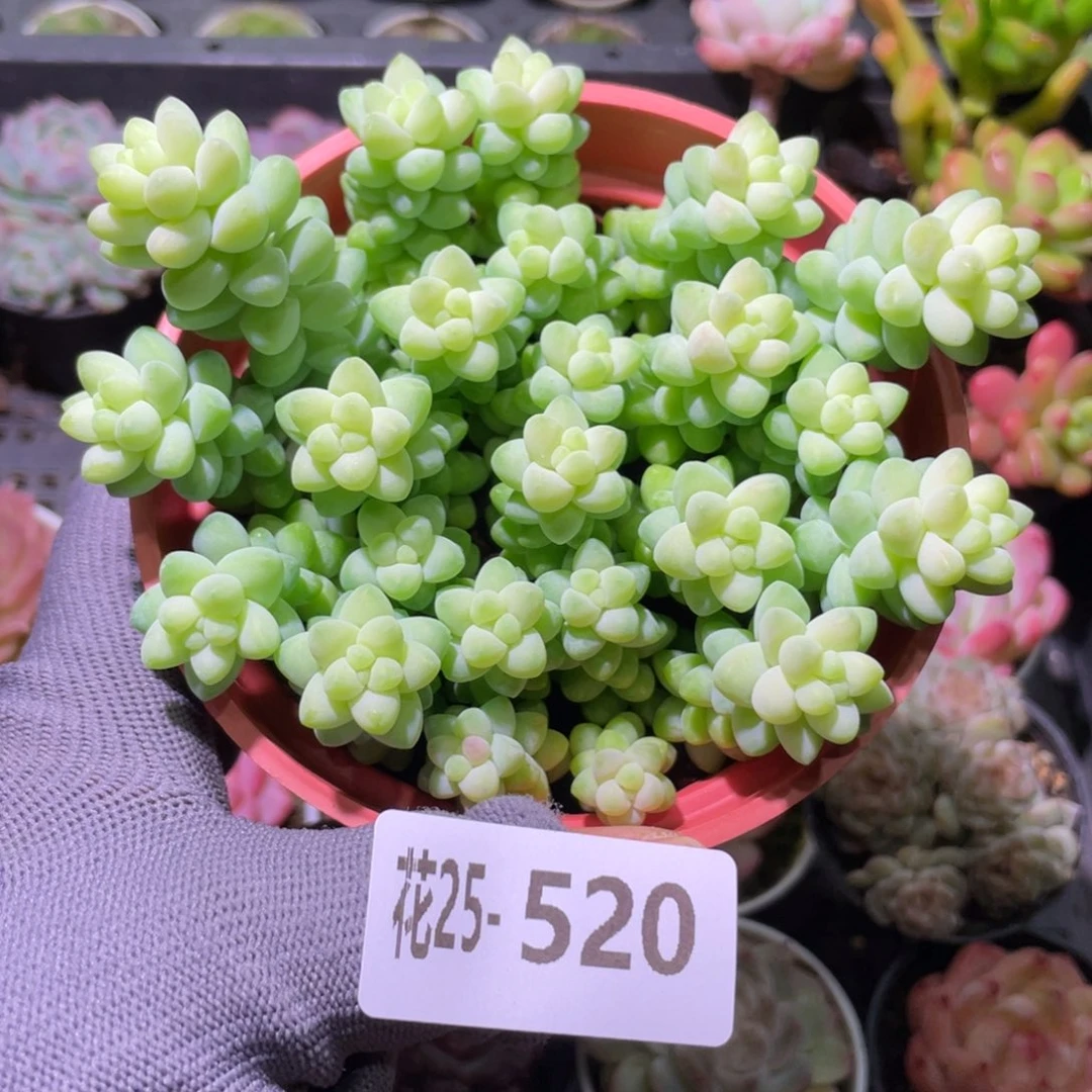 花利美25-520玉坠含盆土