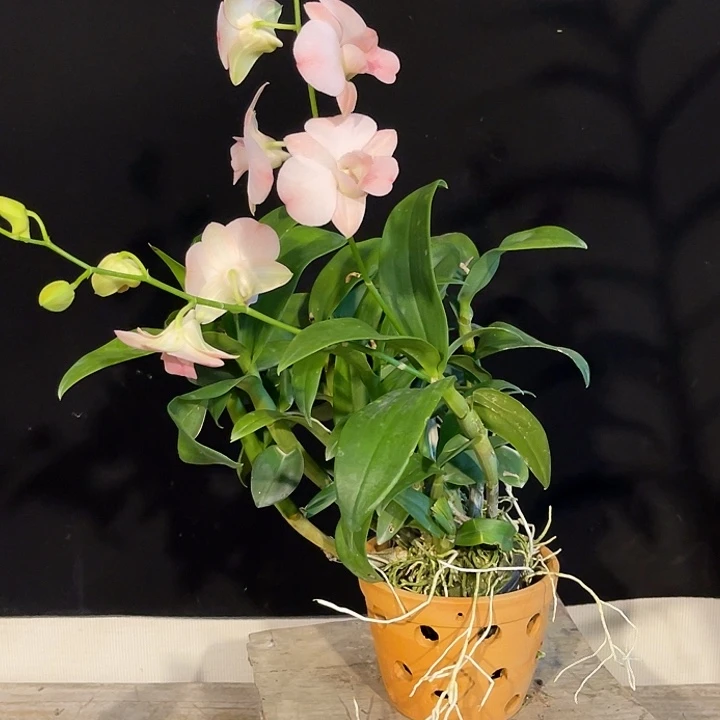 当前无花朵，栽培后可花朵蜜桃萨姆592